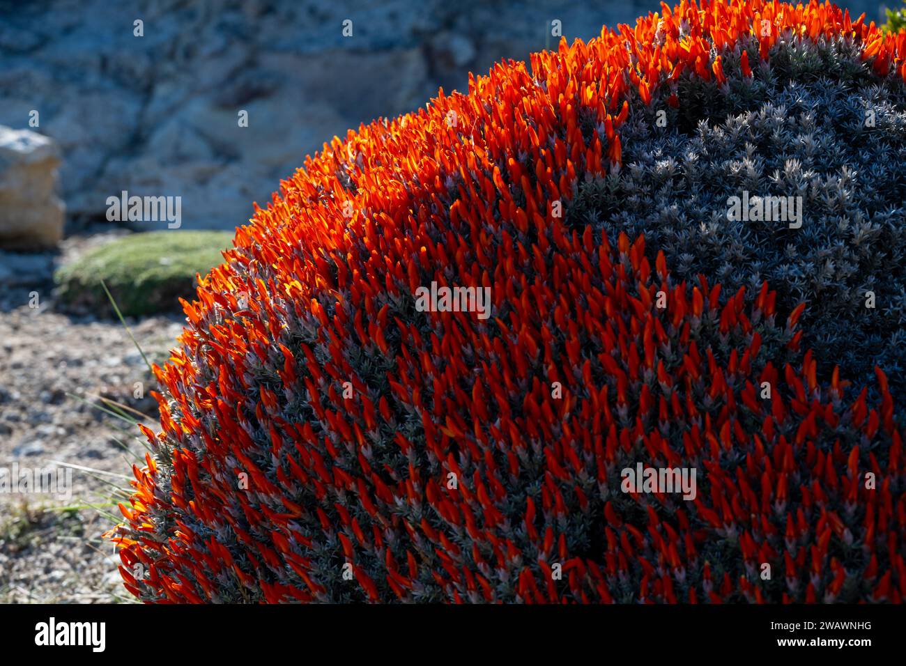 Scharlach oder Feuerzungenbusch, (Anarthrophyllum desideratum), El Calafate, Patagonien, Argentinien Stockfoto