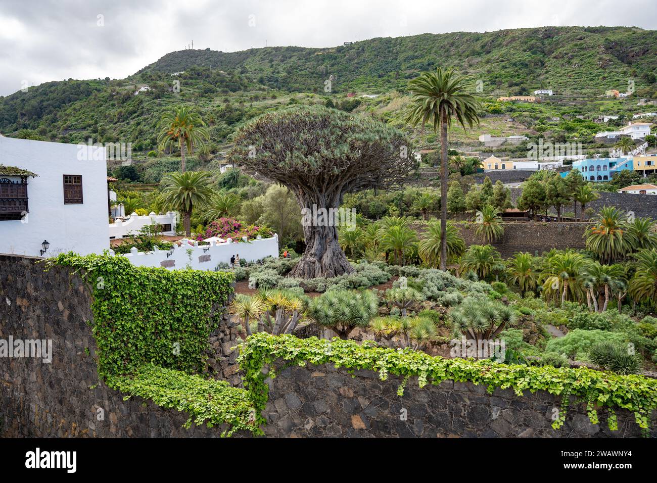 Drago oder Drago Milenario, Drago de Icod de los Vinos (Dracaena draco) Drachenbaum im Parque del Drago, Teneriffa, Spanien Stockfoto