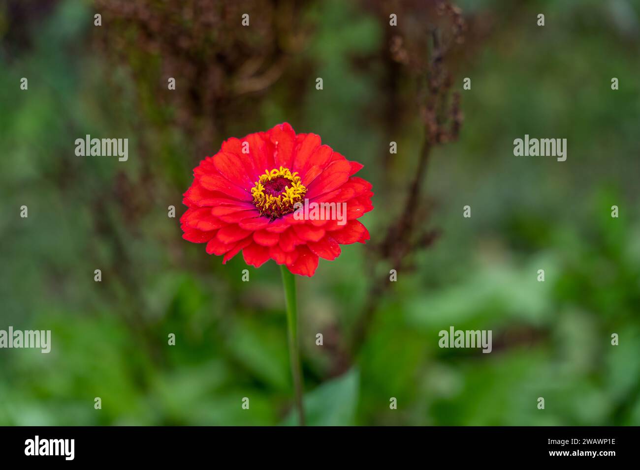 Rote Blume der Zinkina (Zinnia elegans) Stockfoto