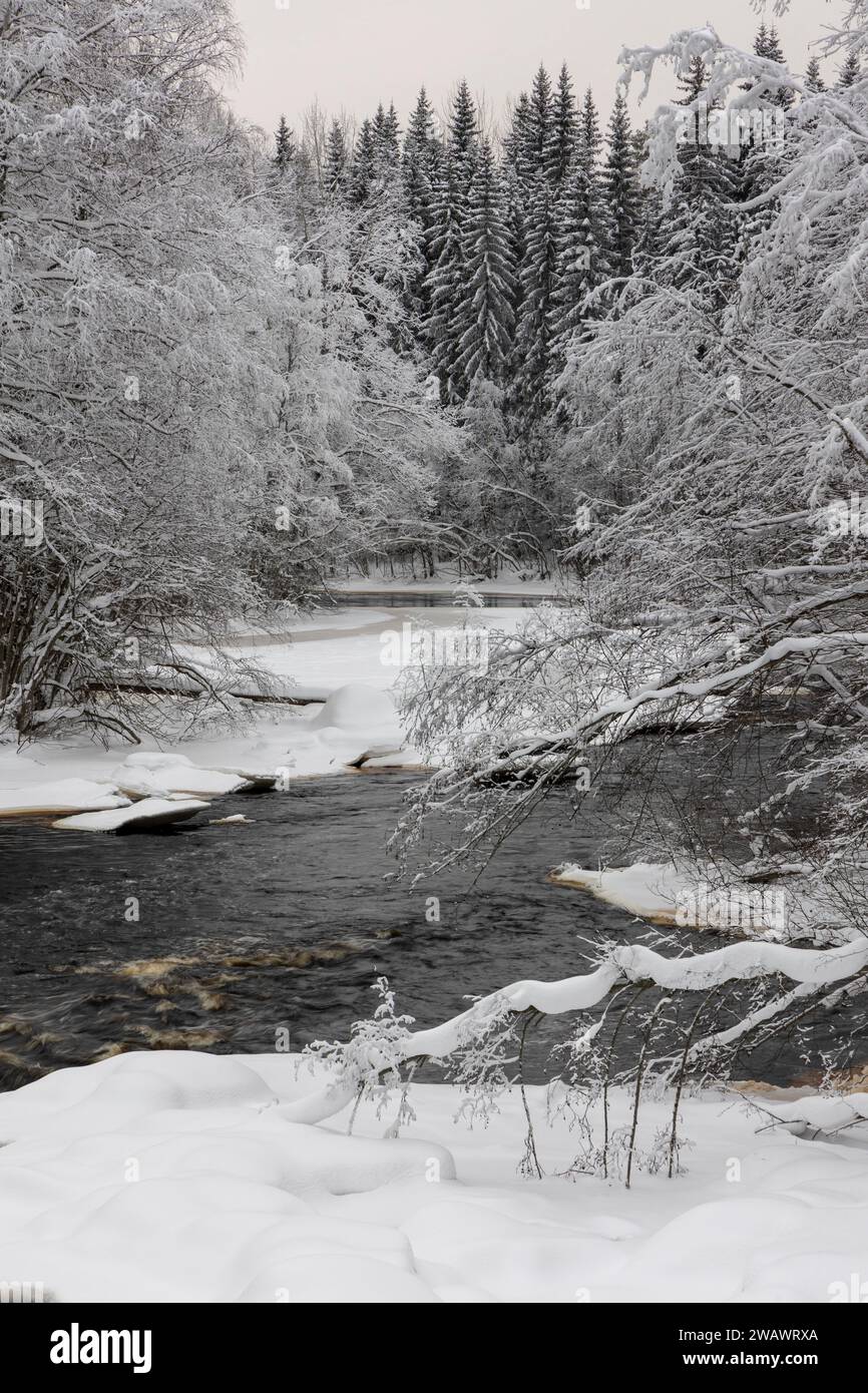 Eine ruhige Winterszene mit einem sich windenden Bach, der von einer Schneedecke umgeben ist, während schneebedeckte Bäume die Ufer säumen Stockfoto