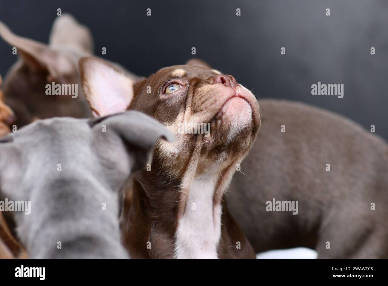 Neuer Schade Mocca Orange Tan Farbiger französischer Bulldog Welpe Stockfoto