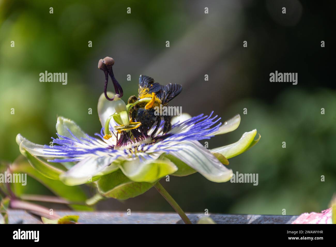 Zimmermannsbiene (Xylocopa violacea) auf einer Passiflora caerulea Stockfoto