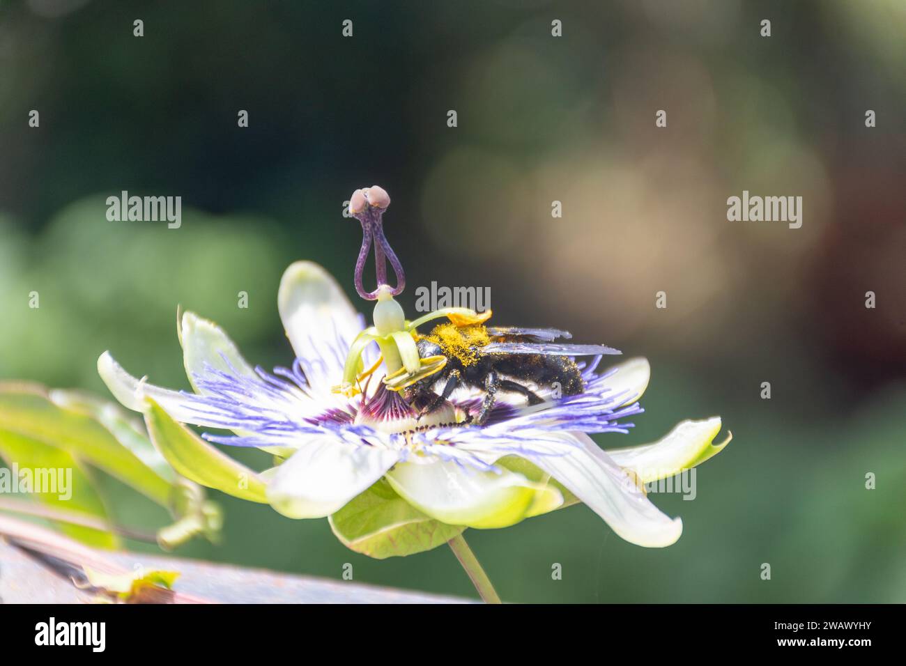 Zimmermannsbiene (Xylocopa violacea) auf einer Passiflora caerulea Stockfoto