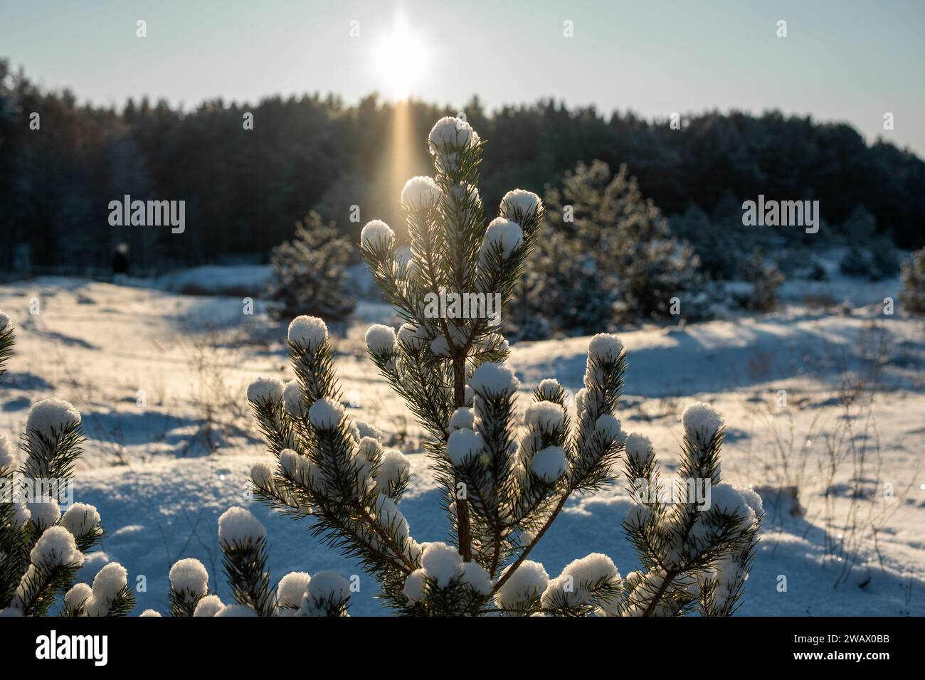 Schnee flüstert Geheimnisse zu den Tannen, während der Strand sich in der Winterwärme sonnt. Vor der Kulisse des Kiefernwaldes entfaltet sich ein malerisches Naturspiel. Stockfoto