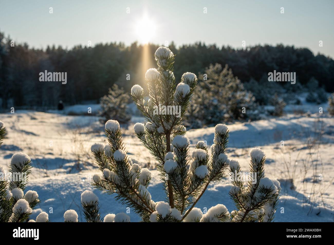 Gedichte im Winter in der Galerie der Natur: Schneebekleidete Tannen am Strand, ein Tableau aus Kiefernwäldern und die strahlenden Verse der Sonne. Stockfoto