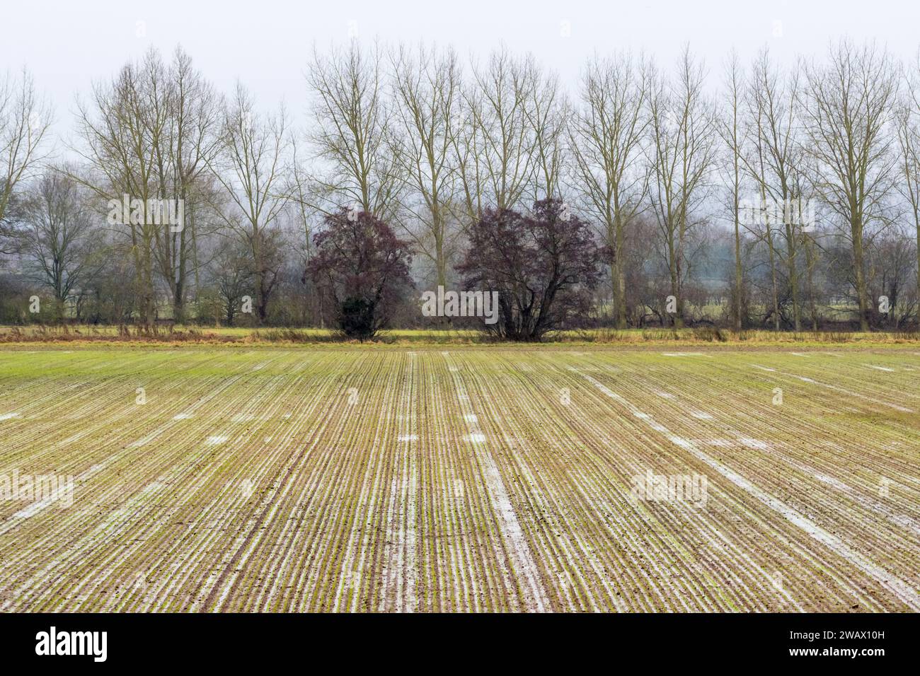Norfolk nasse Ackerflächen nach Regen im Winter. Stockfoto