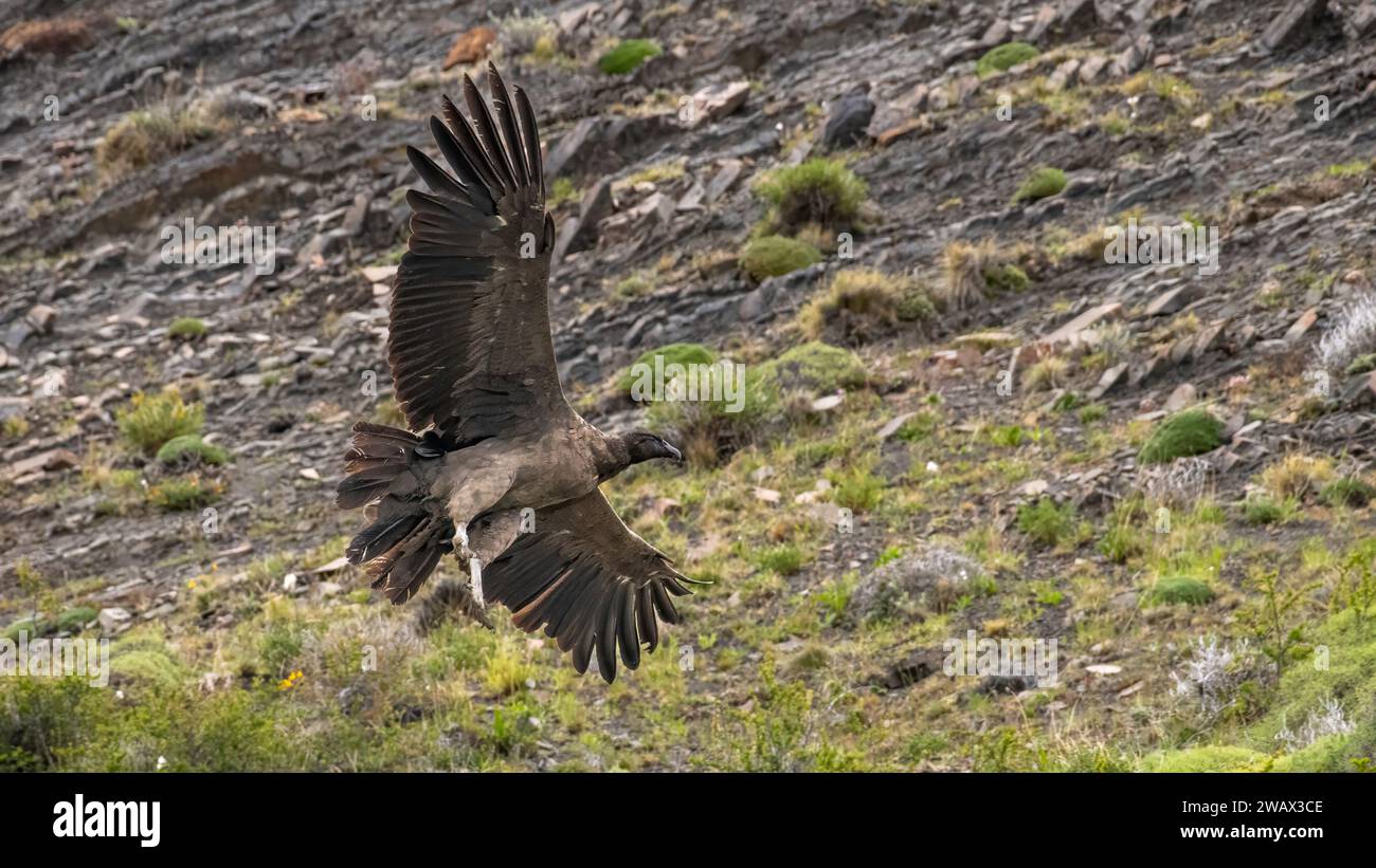 Andenkondor juvenile (Vultur gryphus) Fliegen Stockfoto
