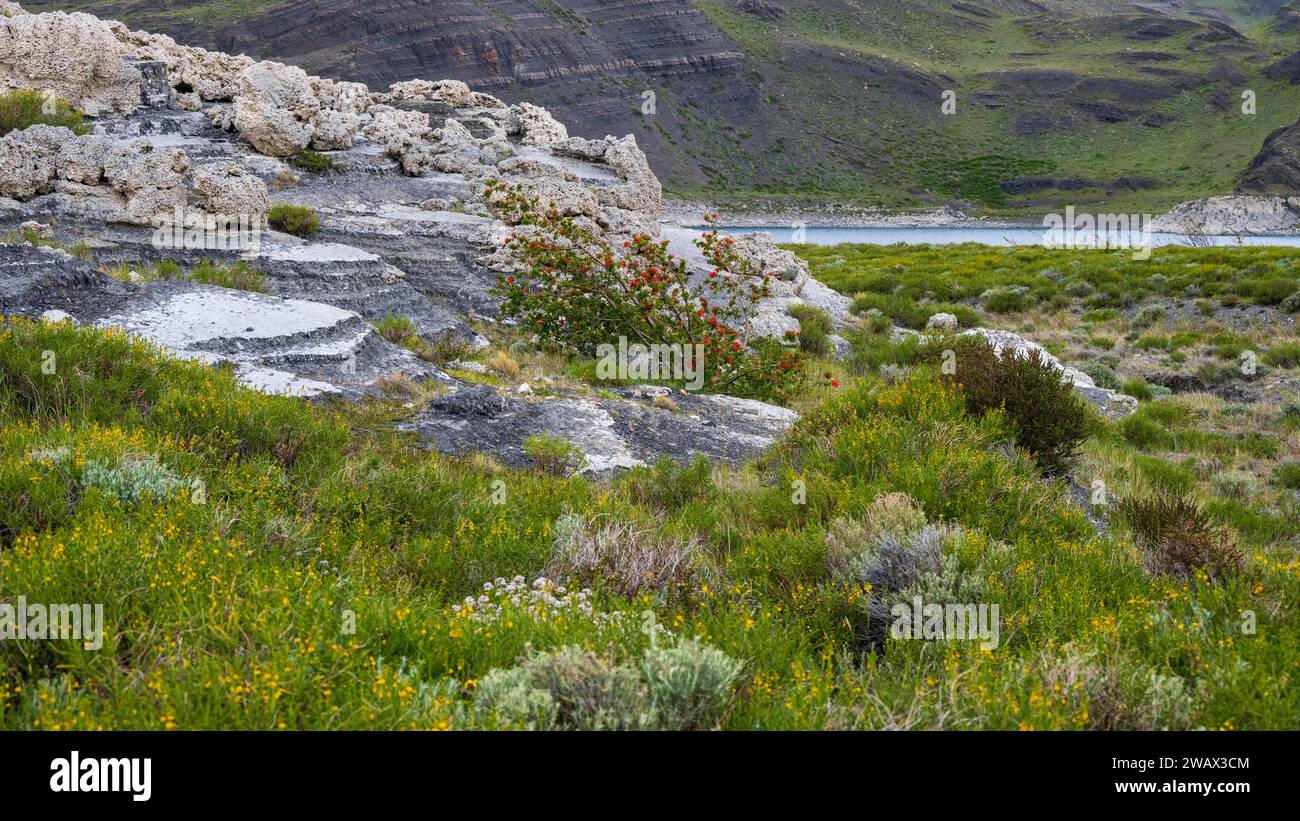 Thrombolite-Formationen am Sarmiento-See, Nationalpark Torres del Paine, Chile Stockfoto