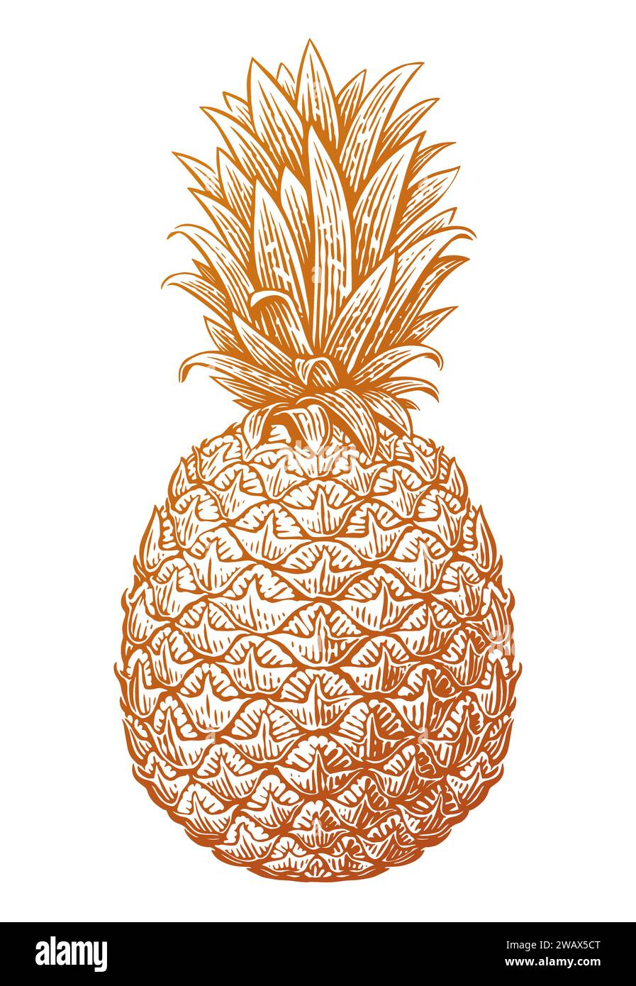 Ananasskizze. Tropische Sommerfrüchte. Handgezeichnete Vektorgrafik Stock Vektor