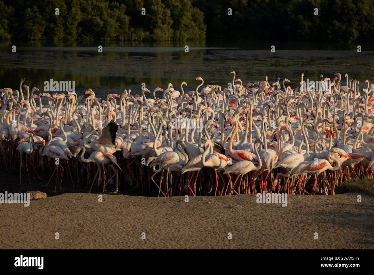 Herde von größeren Flamingos (Phoenicopterus roseus) im Ras Al Khor Wildlife Sanctuary in Dubai, Watching in der Lagune und Angeln. Stockfoto