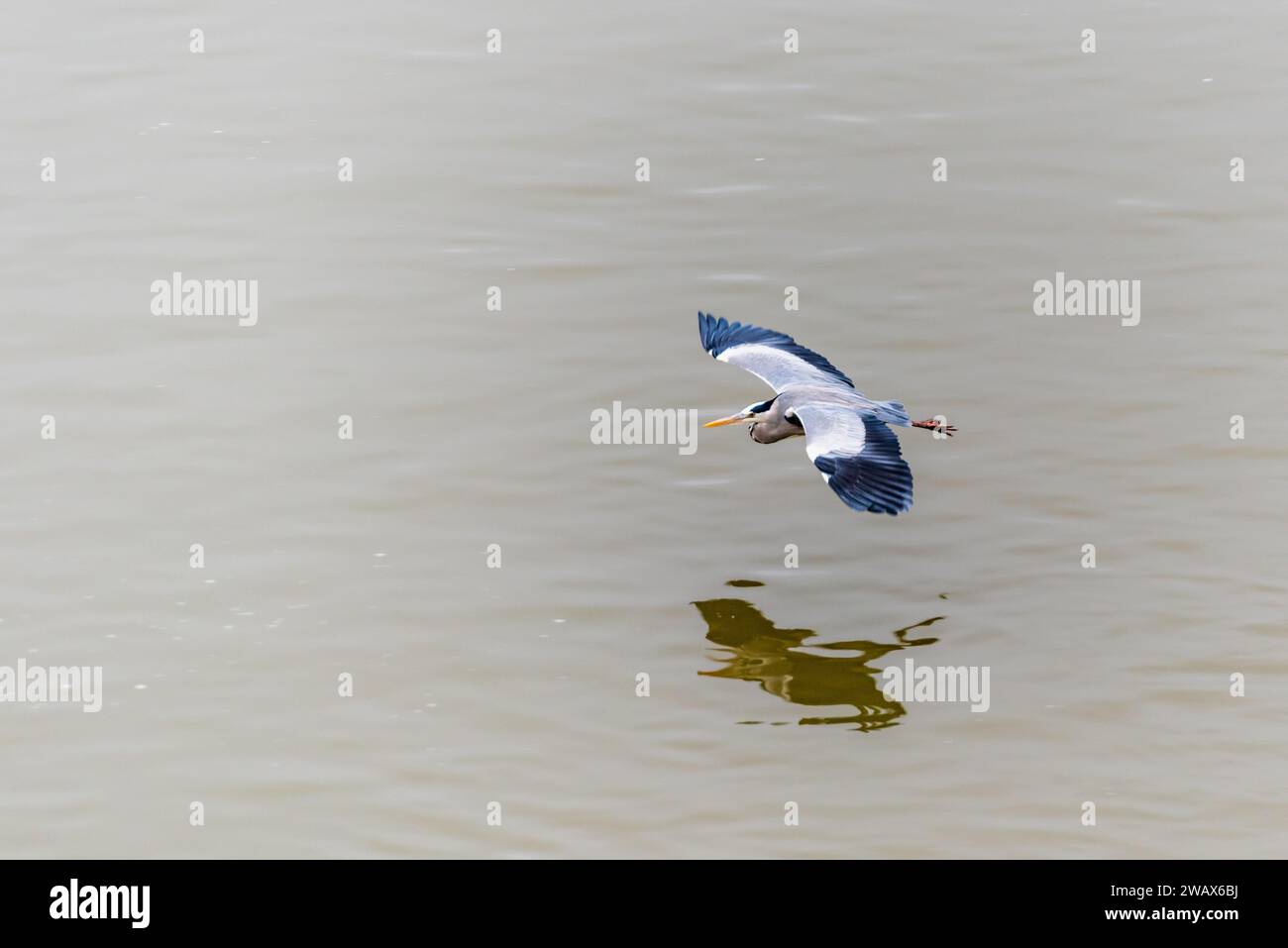 Graureiher (Ardea cinerea) fliegt über dem Wasser des Guadalquivir-Flusses in Sotos de la Albolafia, Cordoba. Stockfoto