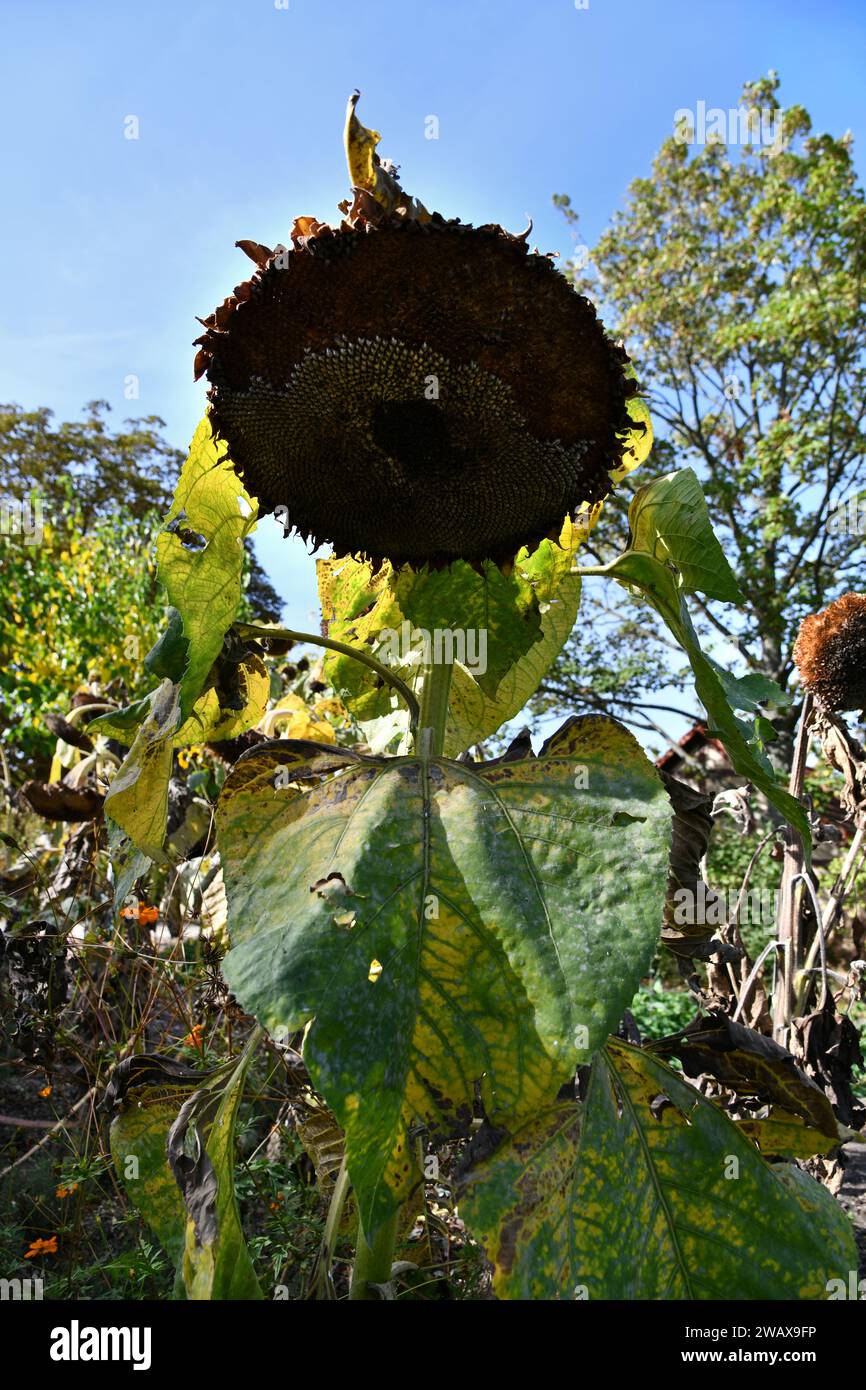Vögel verwenden alte Sonnenblumen als Nahrung Stockfoto