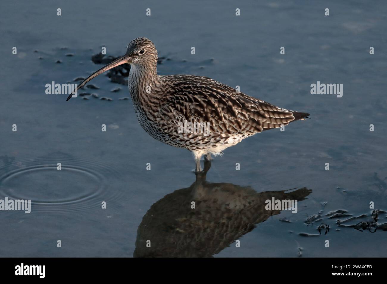 Ein Brach (Numenius arquata), der im Meer steht, nach links gerichtet, mit seiner teilweisen Reflexion im Wasser darunter Stockfoto
