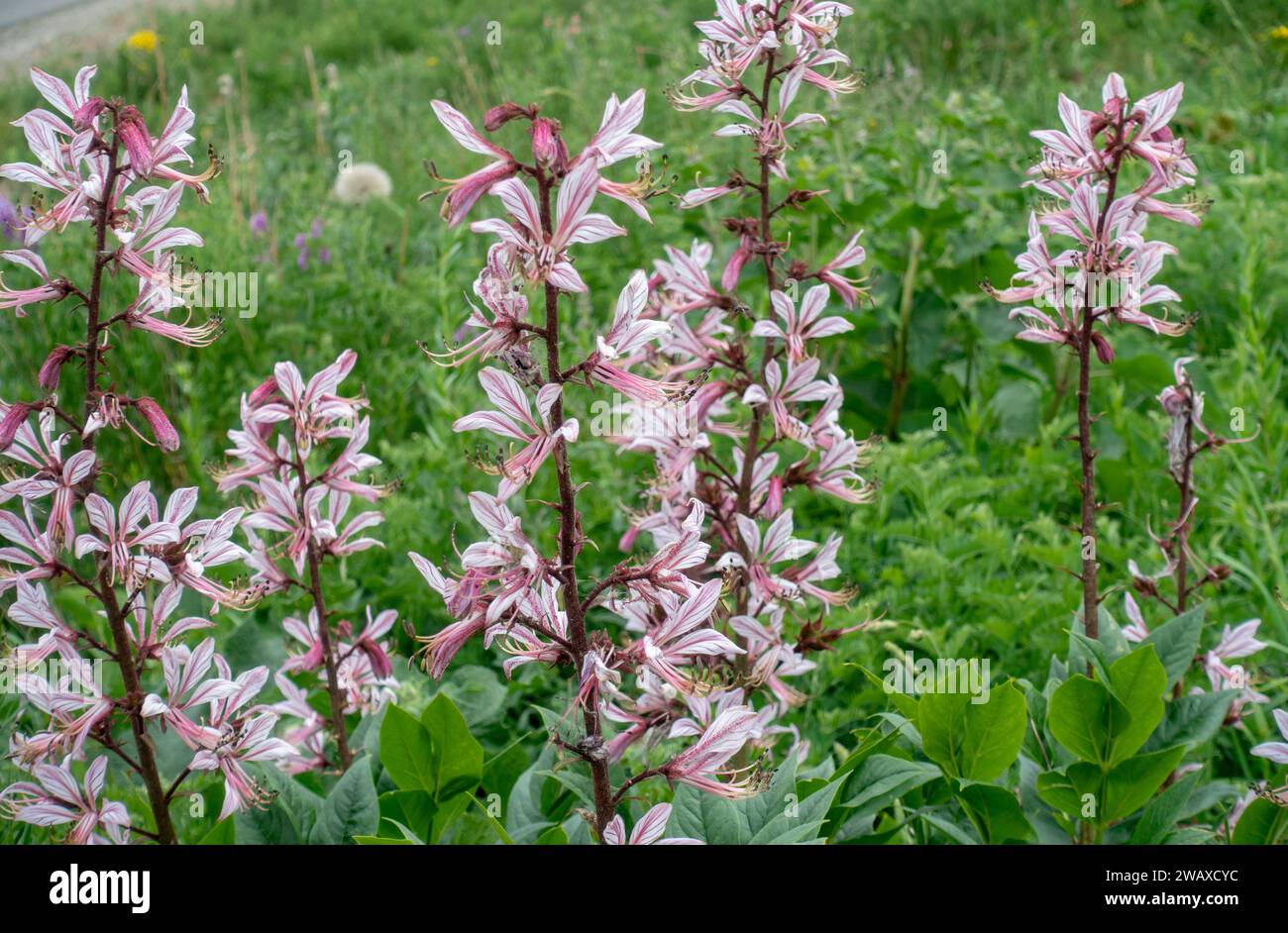 Weiße Esche (lat. Dictamnus albus) ist eine mehrjährige krautige Pflanzenart der Gattung Asche (Dictamnus) aus der Familie der Rutaceae. Giftig Stockfoto