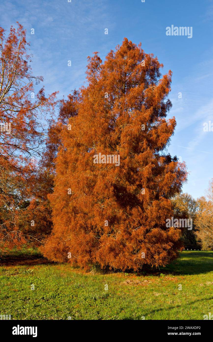 Herbstliche Farben in der Landschaft von Kentish, England, Herbst 2023 Stockfoto