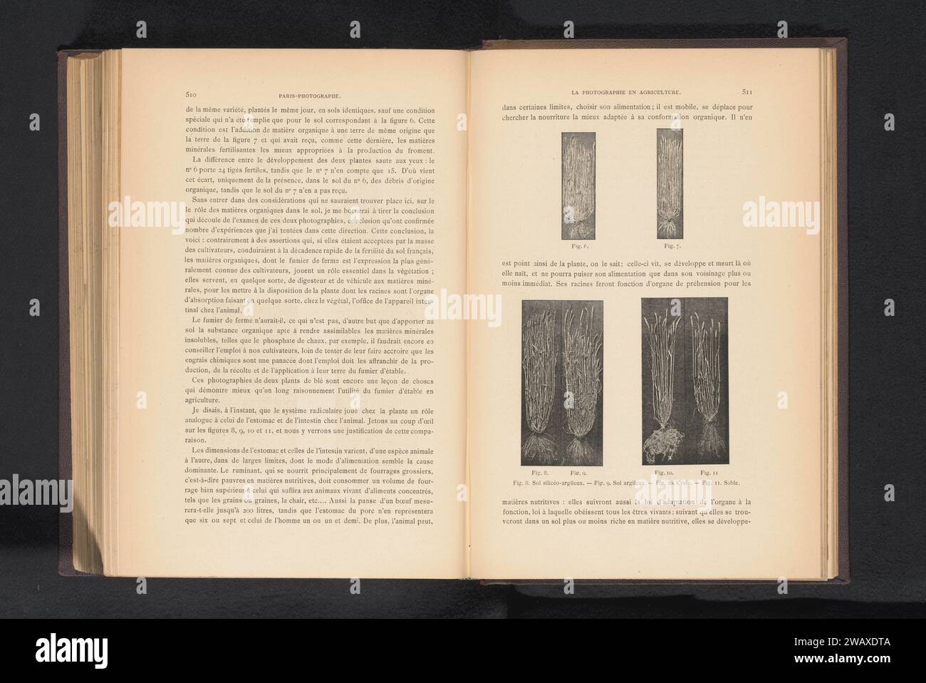 Weizen mit unterschiedlichem Land an den Wurzeln, anonym, um 1882 - in oder vor 1892 photomechanischen Druck Frankreich Papier Pflanzen und Kräuter: Weizen. Bodentypen Stockfoto