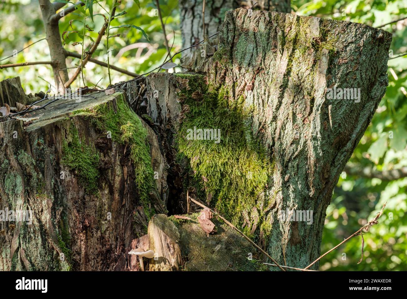 Helsinki / Finnland - 28. SEPTEMBER 2023: Nahaufnahme eines Baumstammes im Wald. Ein Sonnenstrahl, der Licht auf den Waldboden wirft. Stockfoto