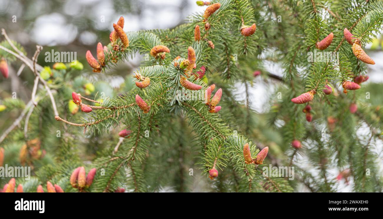 Junge Sitka-Fichtenzapfen Knospen (Picea sitchensis) Stockfoto