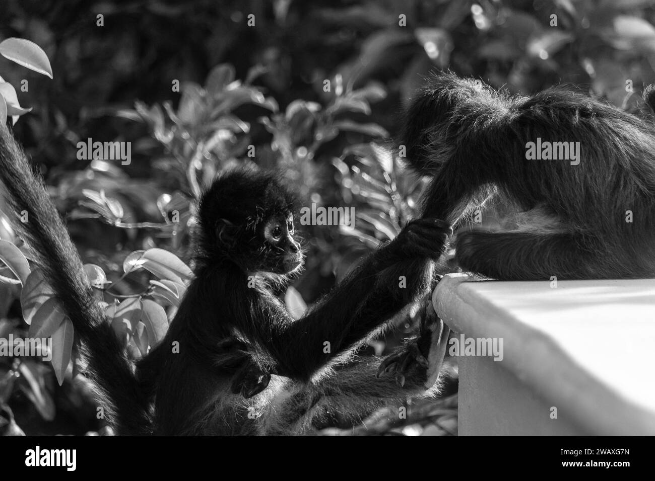 Eine Nahaufnahme von Spinnenaffen, die miteinander in Graustufen spielen Stockfoto