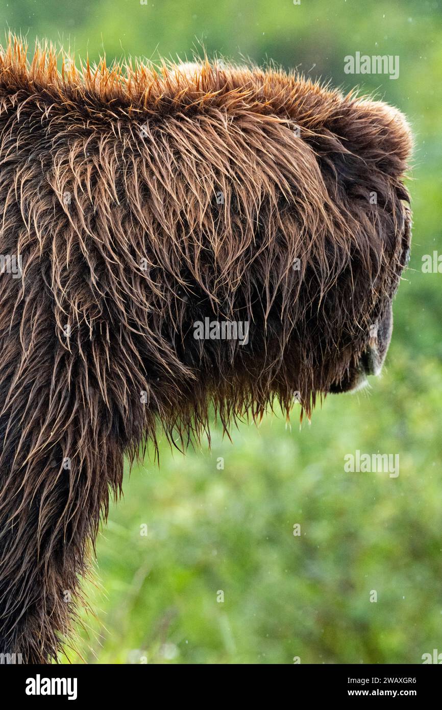 Grizzly im Regen, Alaska Wildlife Conservation Center, Alaska Stockfoto