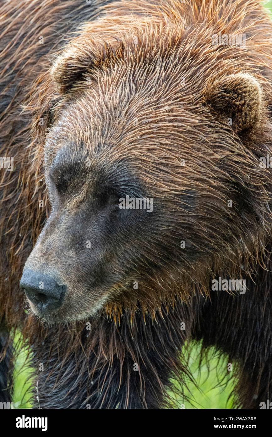 Grizzly im Regen, Alaska Wildlife Conservation Center, Alaska Stockfoto