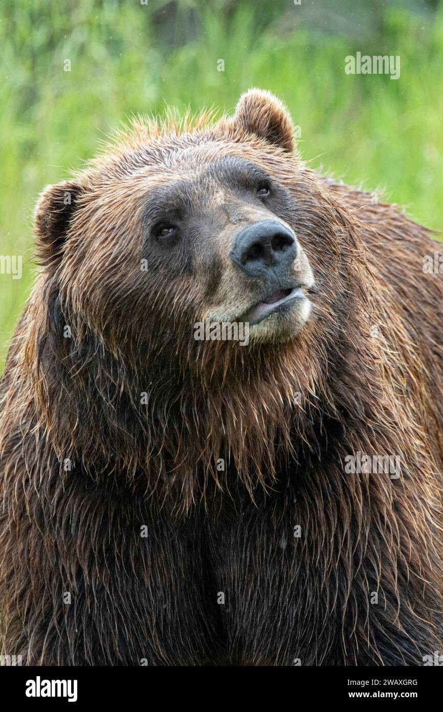 Grizzly im Regen, Alaska Wildlife Conservation Center, Alaska Stockfoto
