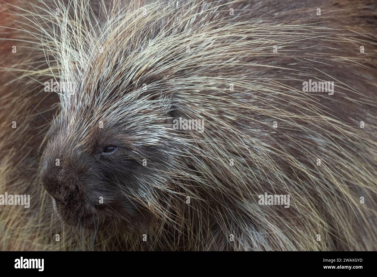 Porcupine, Alaska Wildlife Conservation Center, Alaska Stockfoto