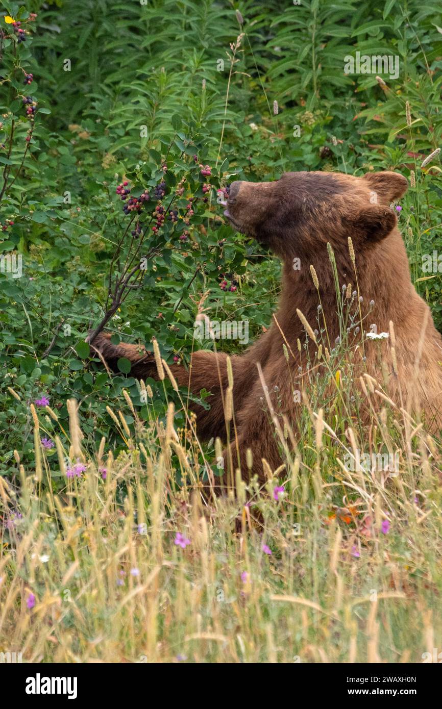 Grizzly Fütterung von Beeren, Glacier NP, Montana Stockfoto