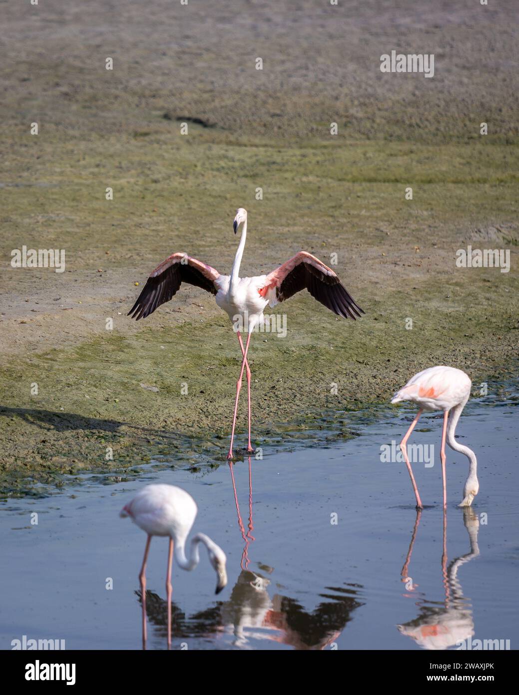 Größere Flamingos (Phoenicopterus roseus) im Ras Al Khor Wildlife Sanctuary in Dubai, mit ausgebreiteten Flügeln und Angeln in den Feuchtgebieten. Stockfoto