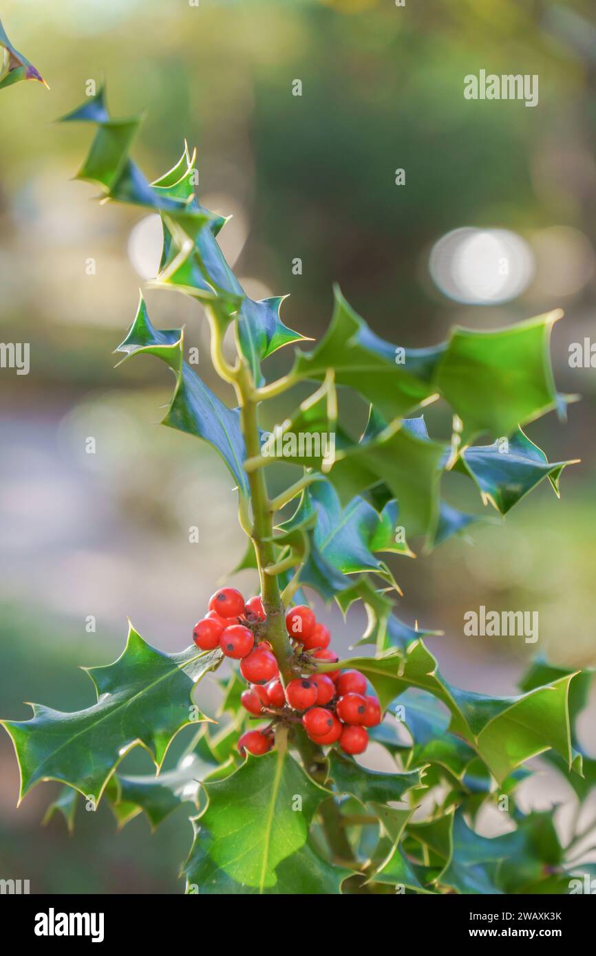 Ein Zweig von stechpalme, Ilex aquifolium, mit seinen roten Früchten, die von der Sonne beleuchtet werden Stockfoto
