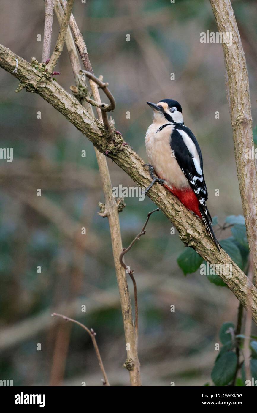 Großspecht Dendrocopus Major, schwarzes Gefieder, weiße Flecken auf den Flügeln und im Gesicht mit rotem Unterschwanz und Nackenvogel, Unterseite weiß Stockfoto