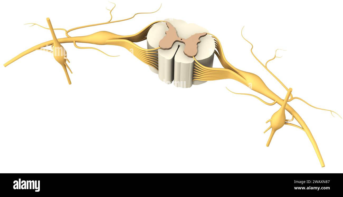 Ein Rückenmarkssegment mit Nerven und Wirbel. 3D-Abbildung. Stockfoto