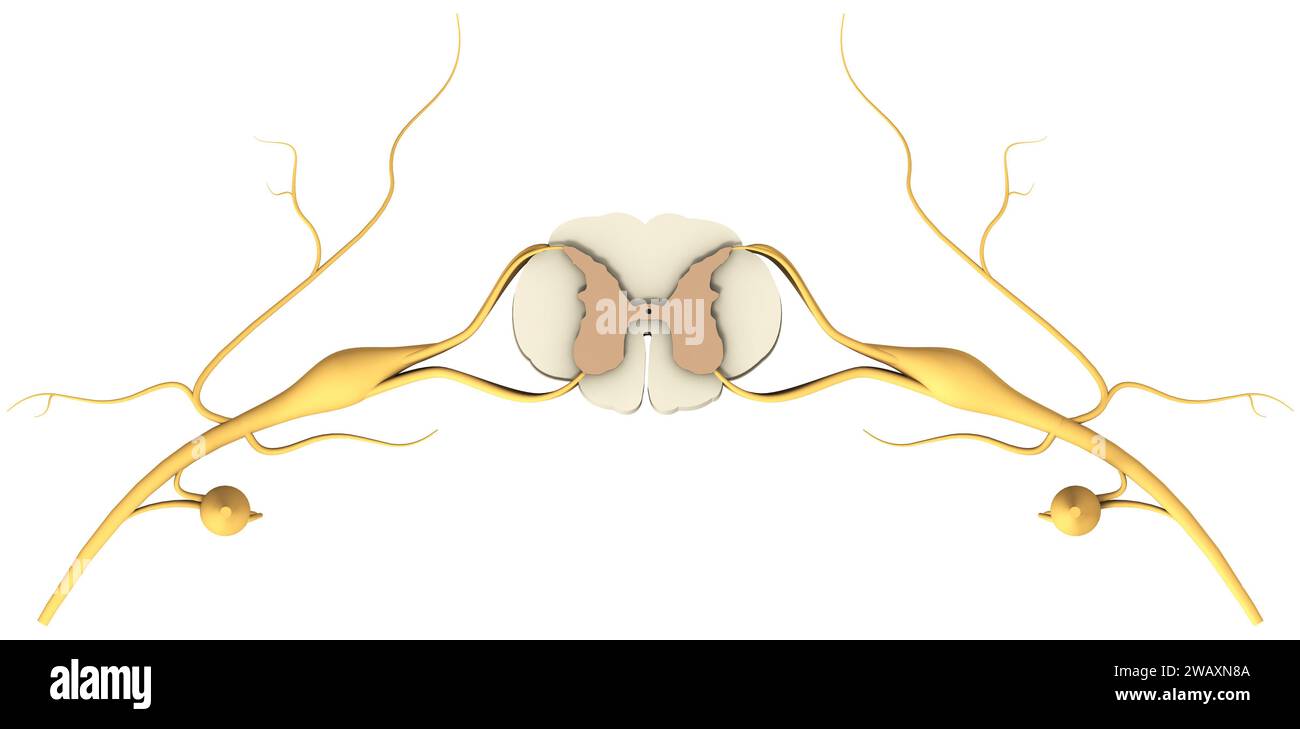 Modell eines Rückenmarksegmentes mit Nerven und Wirbeln. 3D-Abbildung. Stockfoto