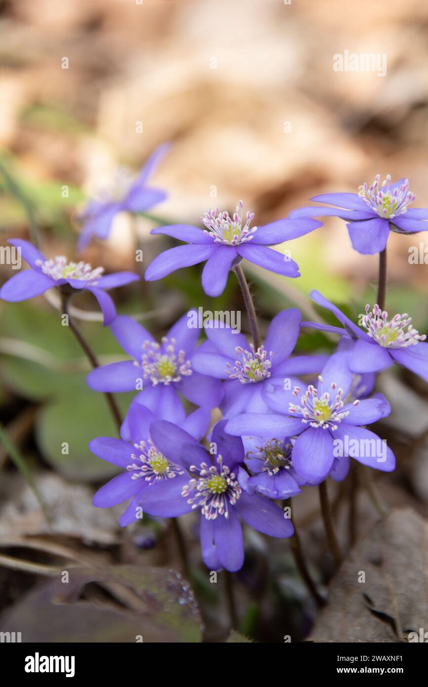Die Fotografie, eine nicht kultivierte blühende Pflanze, das zarte Leberkraut, prägt die Landschaft mit ihren blauen Blüten. Das Bild bietet ausreichend Kopierraum Stockfoto
