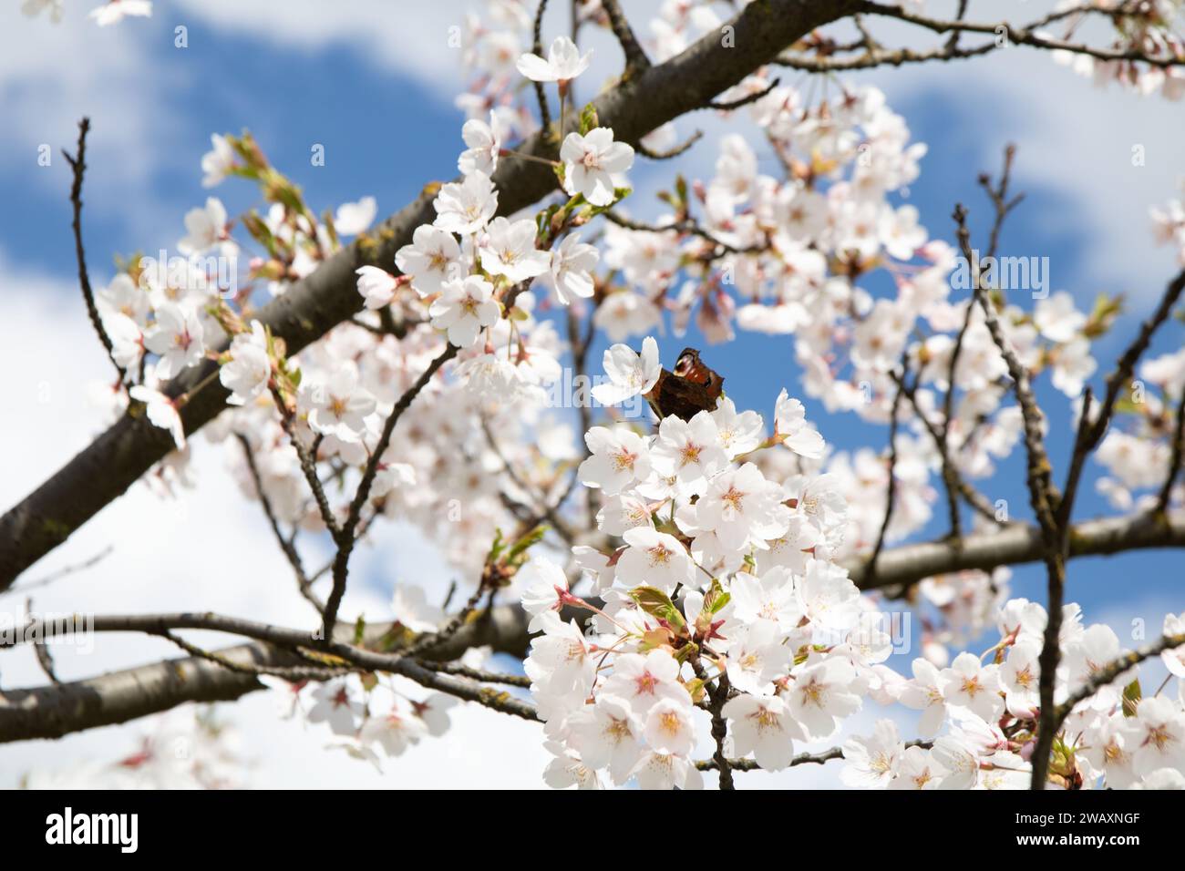 Dieses horizontale Foto des Frühlings entfaltet sich mit der Blüte einer Blume und symbolisiert neues Leben und Wachstum in der Natur. Vor dem Hintergrund des lebendigen B Stockfoto