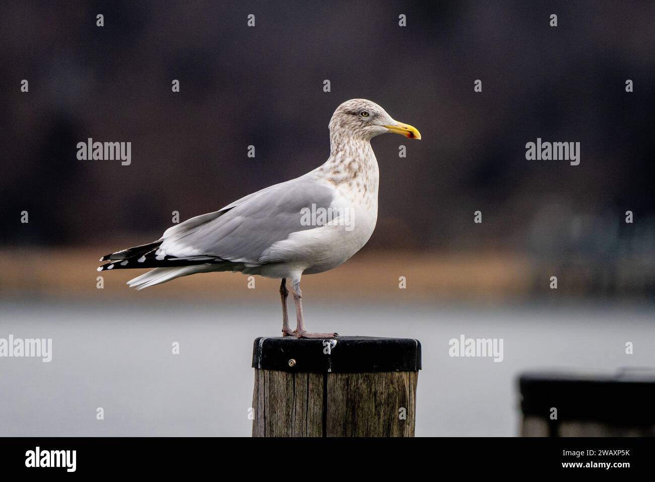 Eine einsame Möwe steht an einem Pier mit Blick auf das Meer oder die Bucht für eine Mahlzeit in dieser ruhigen Szene der Naturfotografie Stockfoto