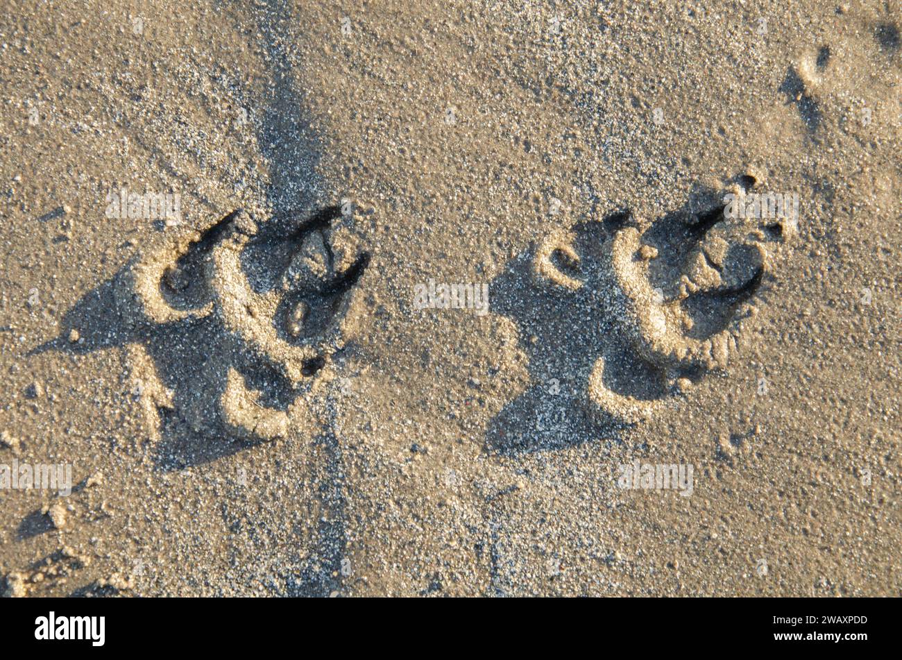 Hundeschlittenabdrücke im Sand am Ballywalter Beach Stockfoto