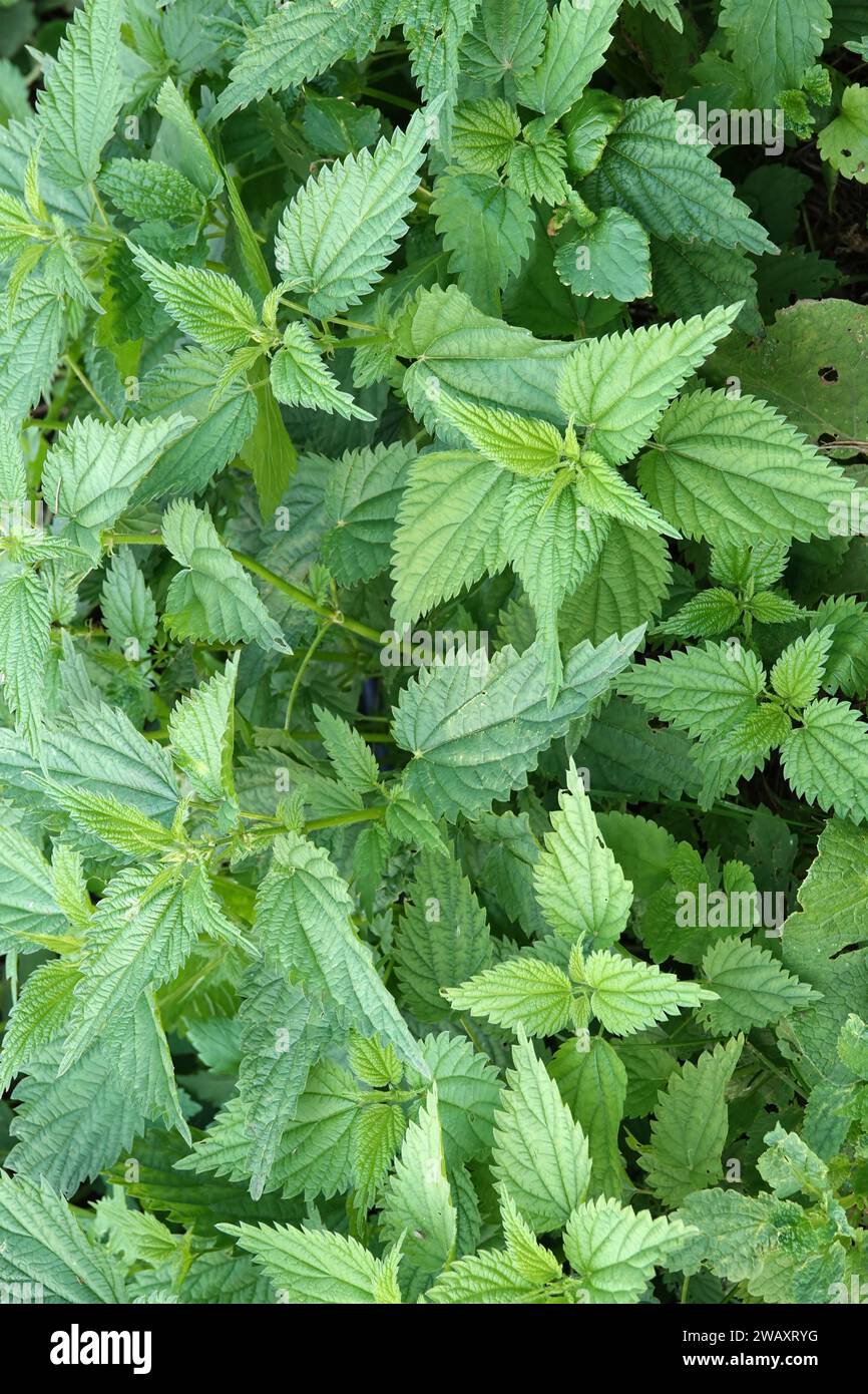 Dickicht junger grüner Brennnesseln im Sommer im Freien von oben Stockfoto