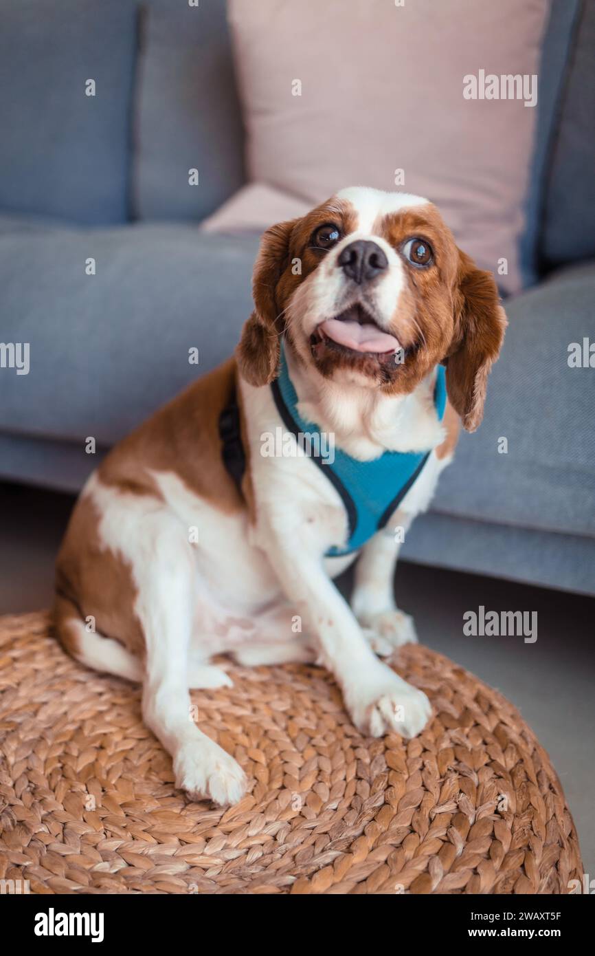 Der süße Kavalier-König charles Spaniel-Hund sitzt auf dem Boden Stockfoto