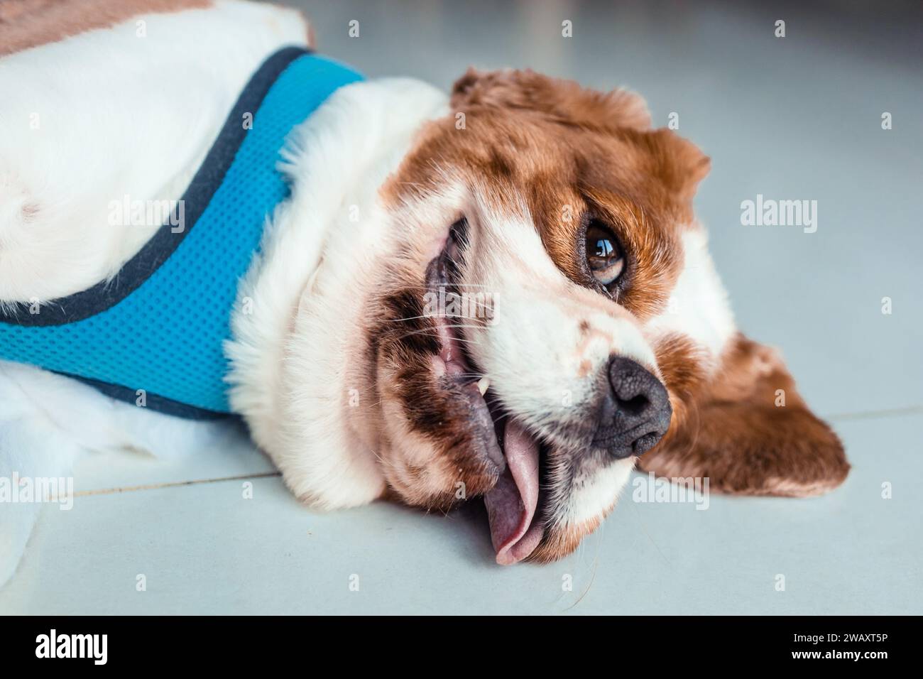 Nahaufnahme des Kopfes eines niedlichen Kavalier-Königs charles Spaniel-Hundes, der auf dem Boden liegt Stockfoto