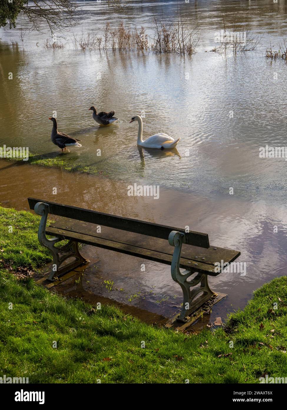 Schwäne und Gänse, überflutet, Caversham Court, Caversham, Reading, Berkshire, England, Großbritannien, GB. Stockfoto