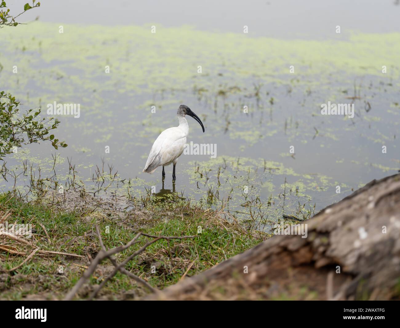 Der Schwarzkopf-Ibis, auch bekannt als Orientalischer Weißer Ibis, Indischer Weißer Ibis und Schwarzhalsibis, ist eine Art Watvogel der Ibis-Familie Stockfoto