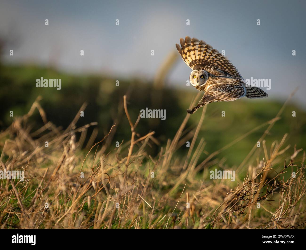 Kurzohr-Eulen im Flug mit Blick auf die Kamera.dng Stockfoto