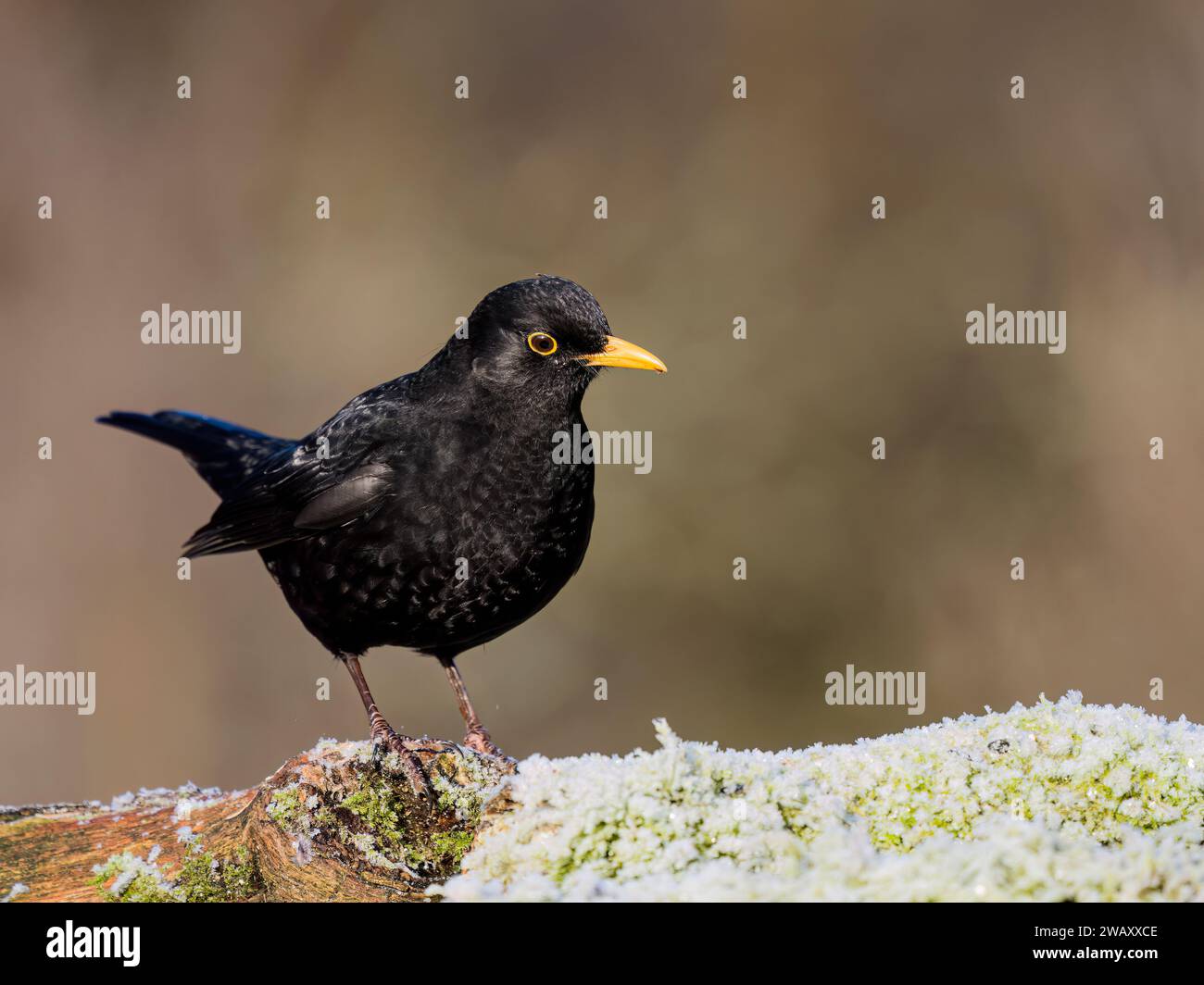 Männlicher Amboss im Winter in Mid Wales Stockfoto