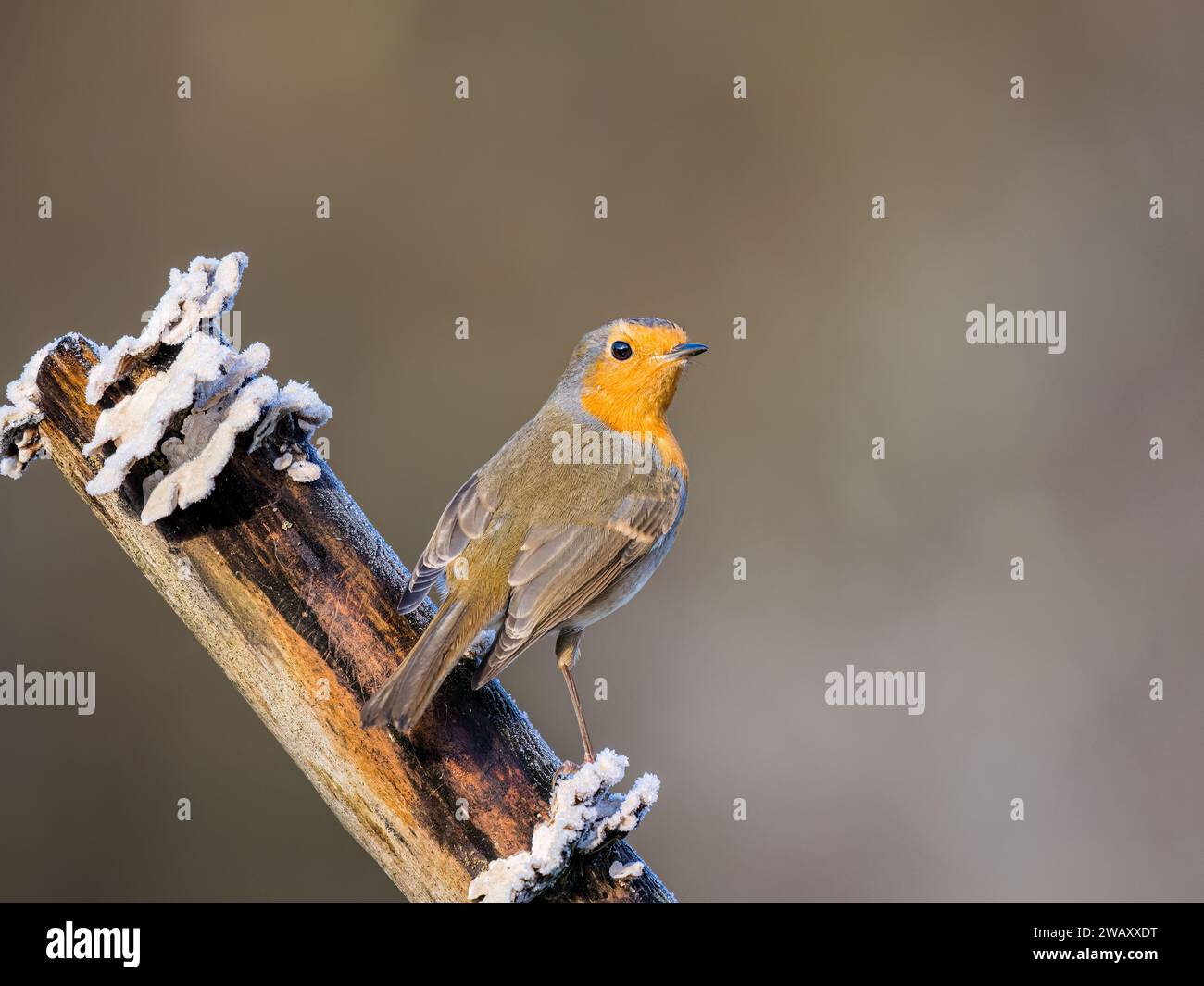 Robin Redbreast im Winter in Mid Wales Stockfoto