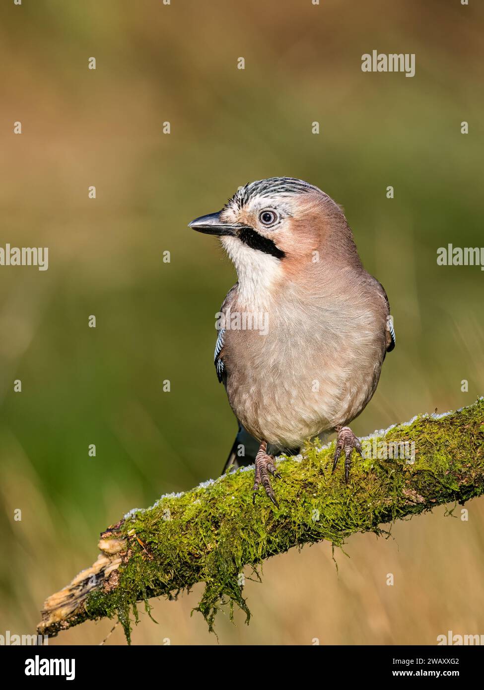 Eurasian jay im Winter in Mitte Wales Stockfoto