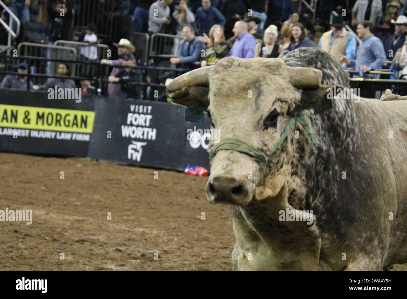 Madison Square Garden, 4 Pennsylvania Plaza, New York, NY 10001 USA. Januar 2024. Es ist Bull Time! Die weltweit führenden Bullenfahrer und 70 Meisterschaftsbullen treffen am 2. Tag des „Monster Buck-Off – Unleash the Beast“-Wettbewerbs des Professional Bull Riders 2024 im New Yorker A Madison Square Garden aufeinander. Quelle: ©Julia Mineeva/EGBN TV News/Alamy Live News Stockfoto