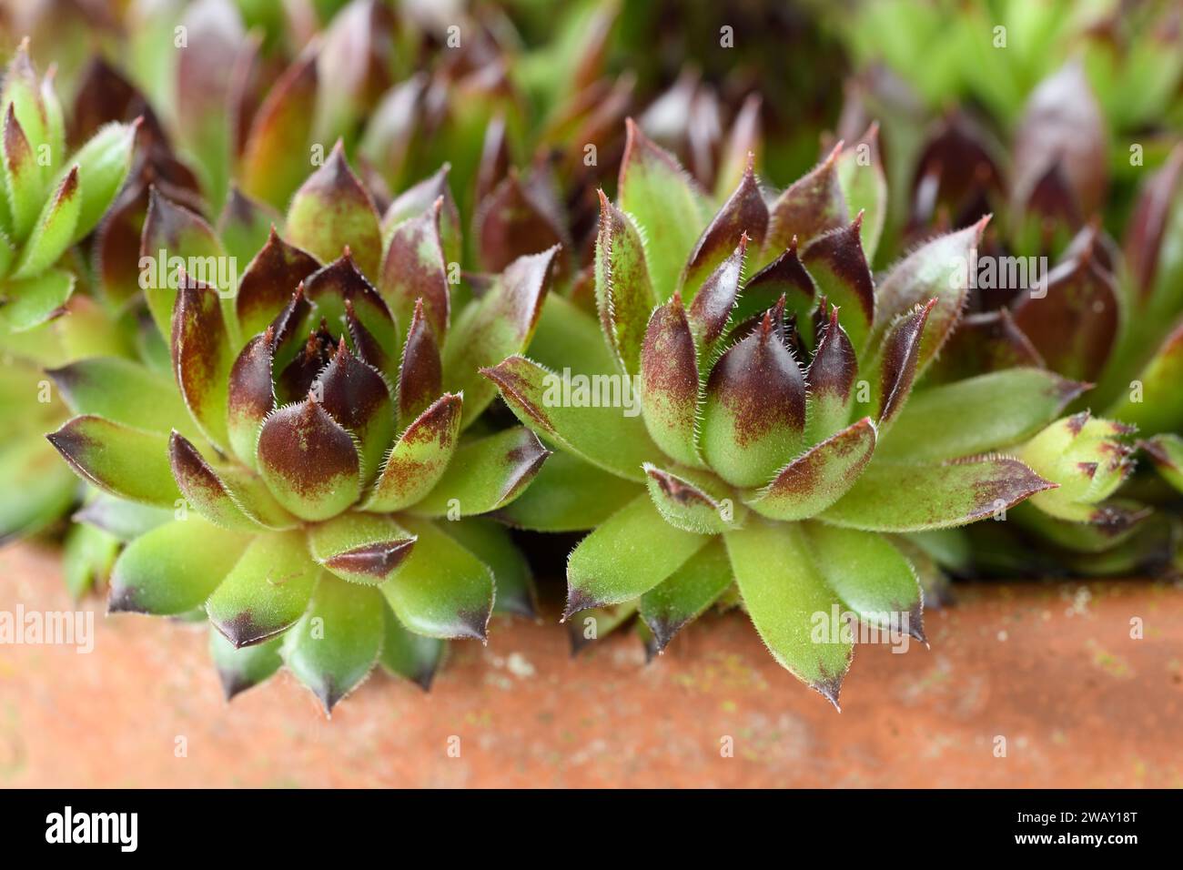 Sempervivum 'Star Sirius' Hauseleek wächst im Terrakotta-Topf Mai Stockfoto