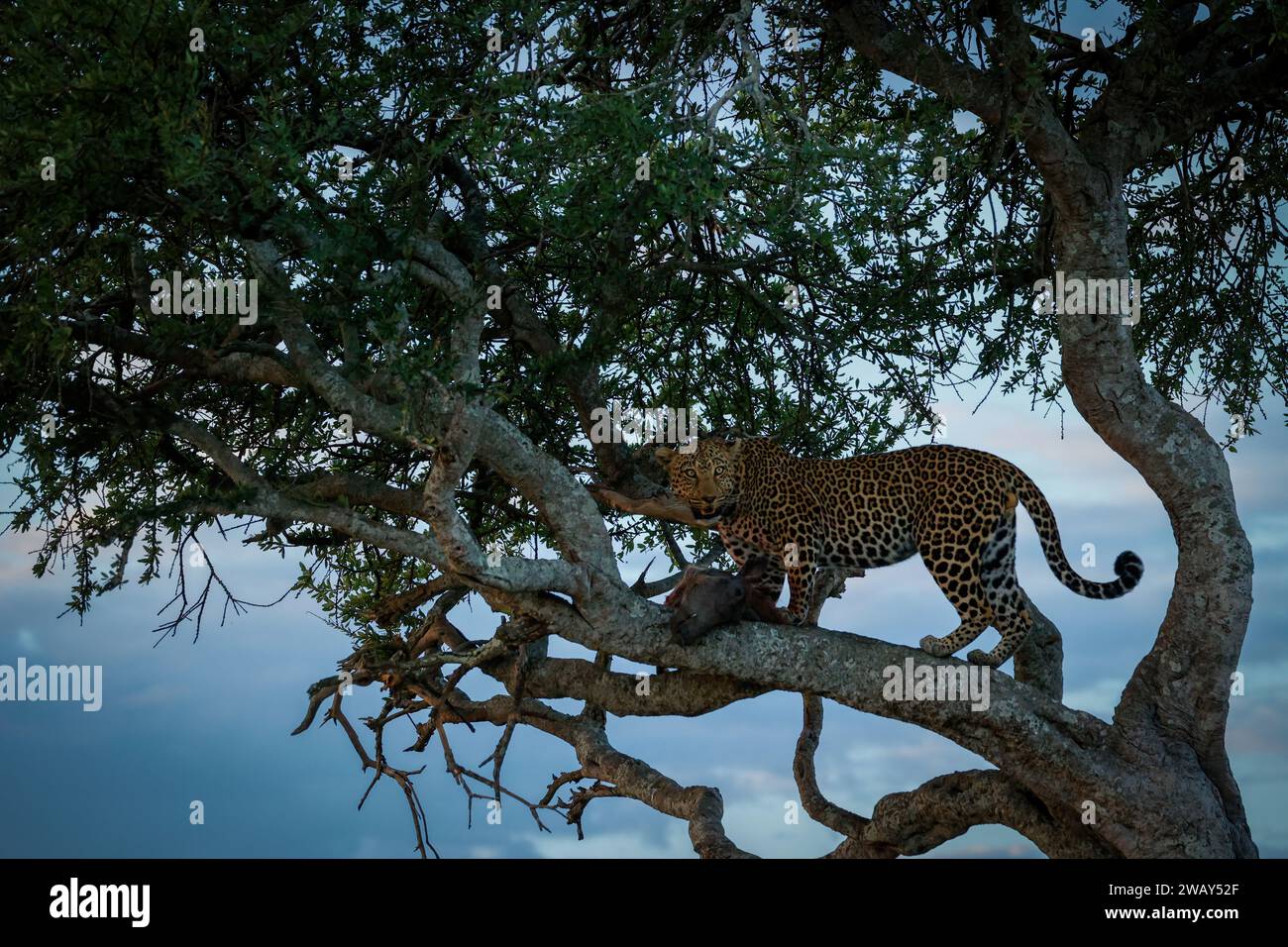 Ein männlicher Leopard in einem Baum bei Sonnenuntergang mit einem Warzenschwein-Kadaver, der kürzlich getötet wurde Stockfoto