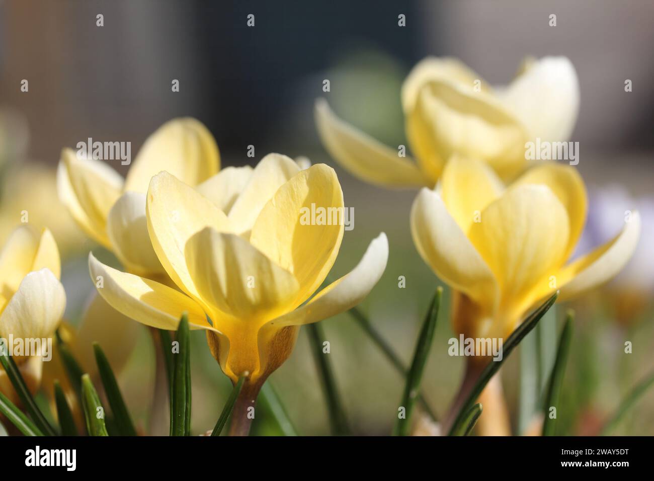 Crocus (englischer Plural: Crocuses oder croci) ist eine Gattung von blühenden Pflanzen in der Familie der Iris, die 90 Arten von Stauden umfasst, die aus Kormen wachsen Stockfoto